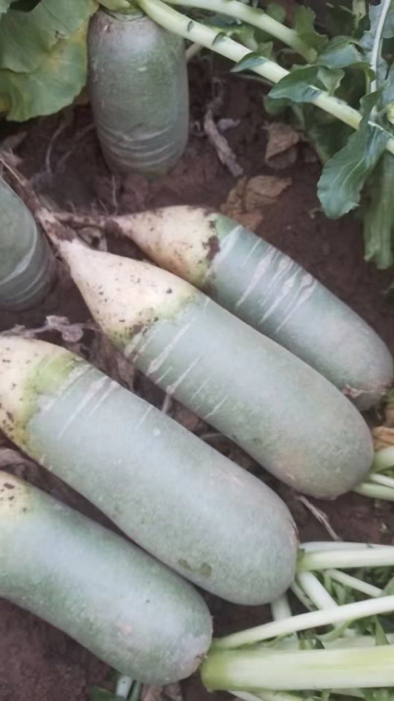 东北水果萝卜个头均匀口感独特保证质量售后无忧