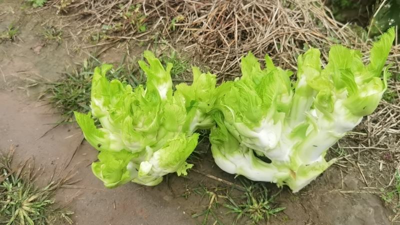 儿菜