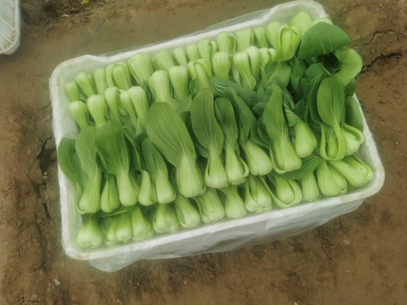 油菜