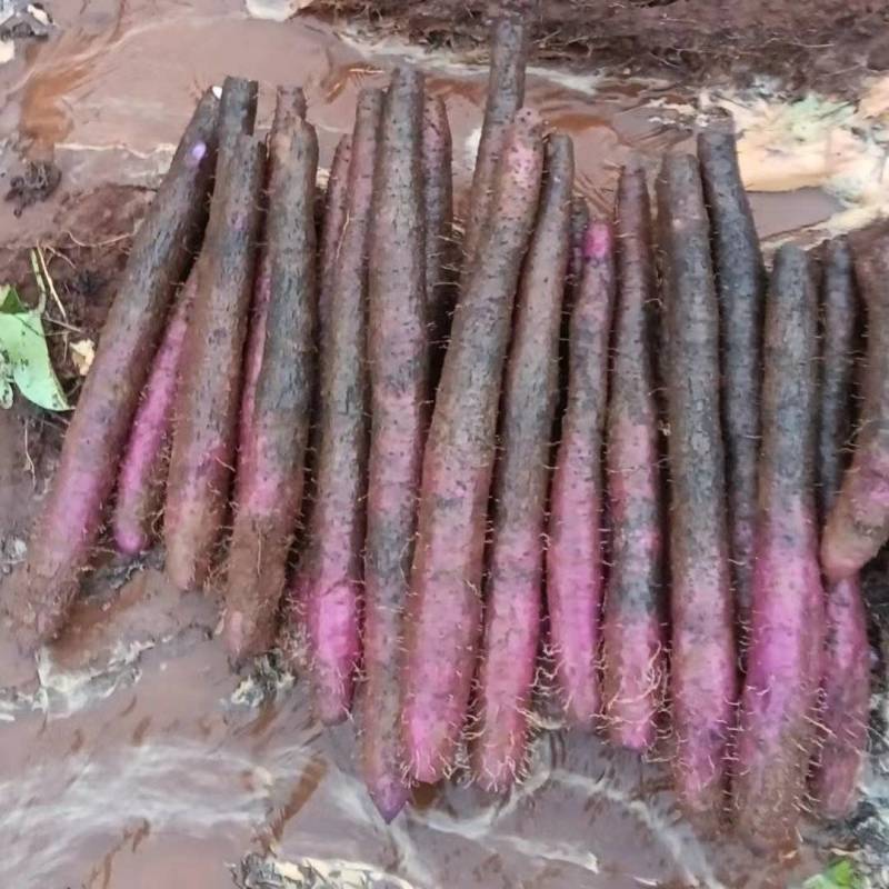 精品山药大叶淮山药货源充足量大从优质量保证欢迎咨询