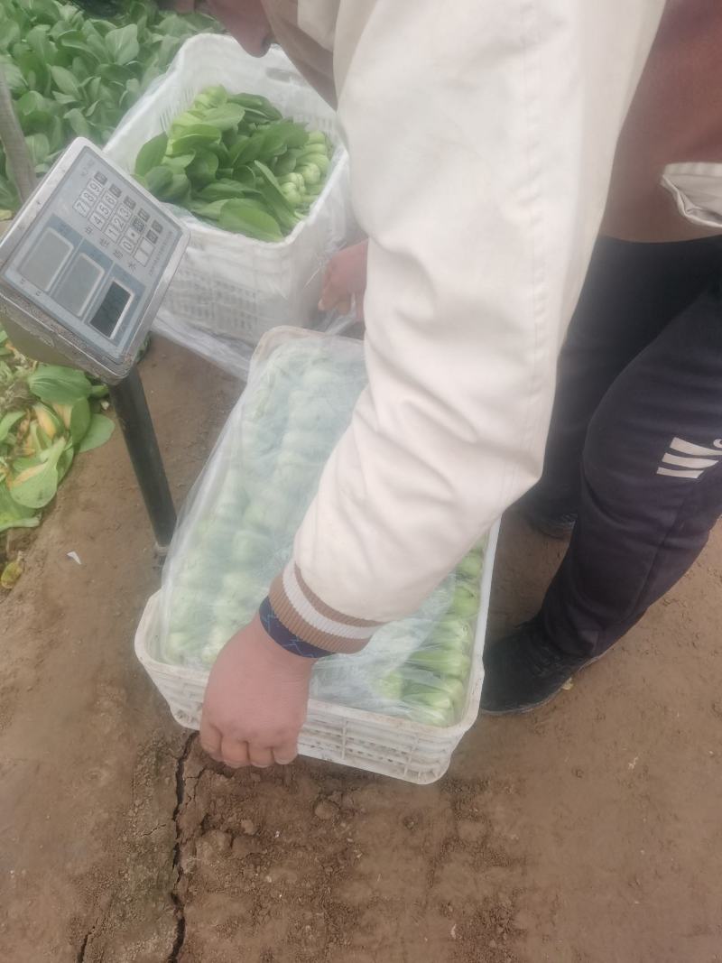 油菜