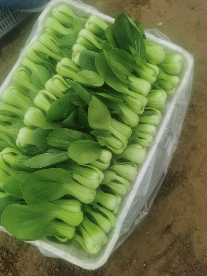 油菜