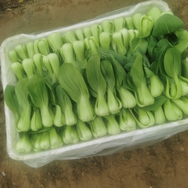 油菜