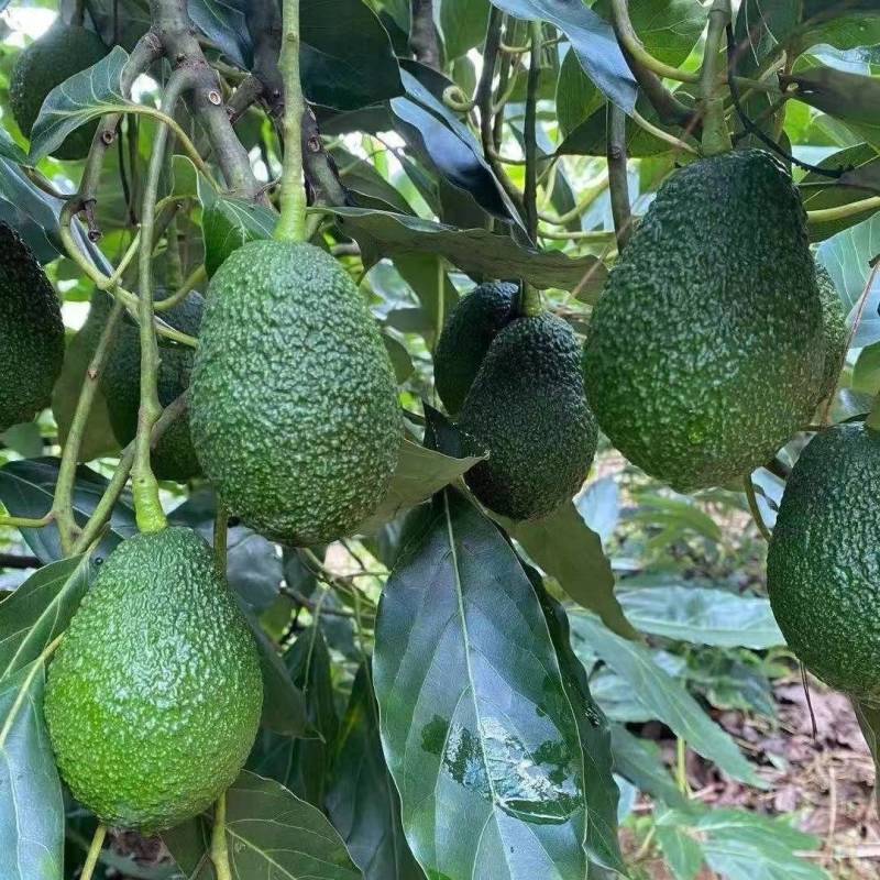 牛油果，对接电商，支持一件代发货源充足量大从优欢迎咨询