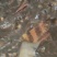 胭脂鱼，又名一帆风顺鱼，四川眉山产地直发，品质杠杠滴
