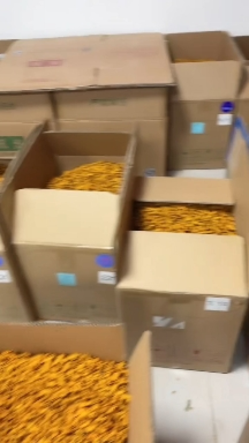 昆仑雪菊