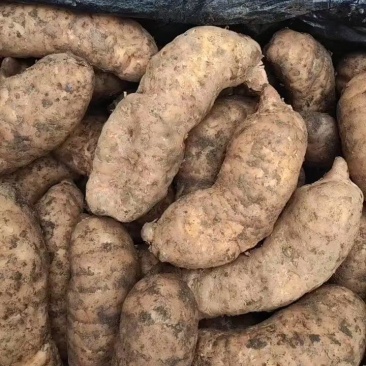 云南鲜天麻一件80斤一件起批