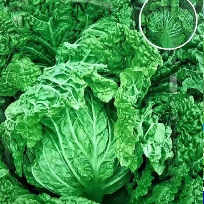麻叶青白菜毛白菜产地现砍现发保质保量一条龙服务