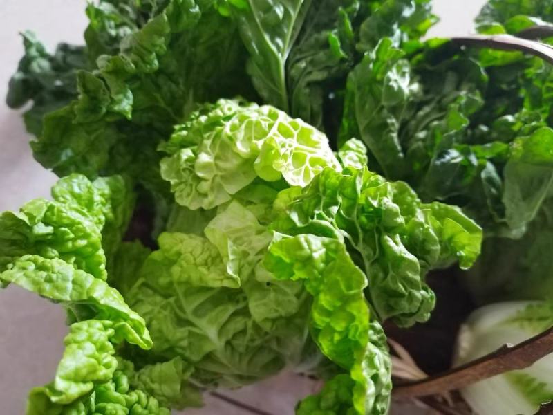 麻叶青白菜毛白菜产地现砍现发保质保量一条龙服务