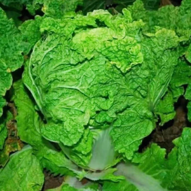 麻叶青白菜毛白菜产地现砍现发保质保量一条龙服务