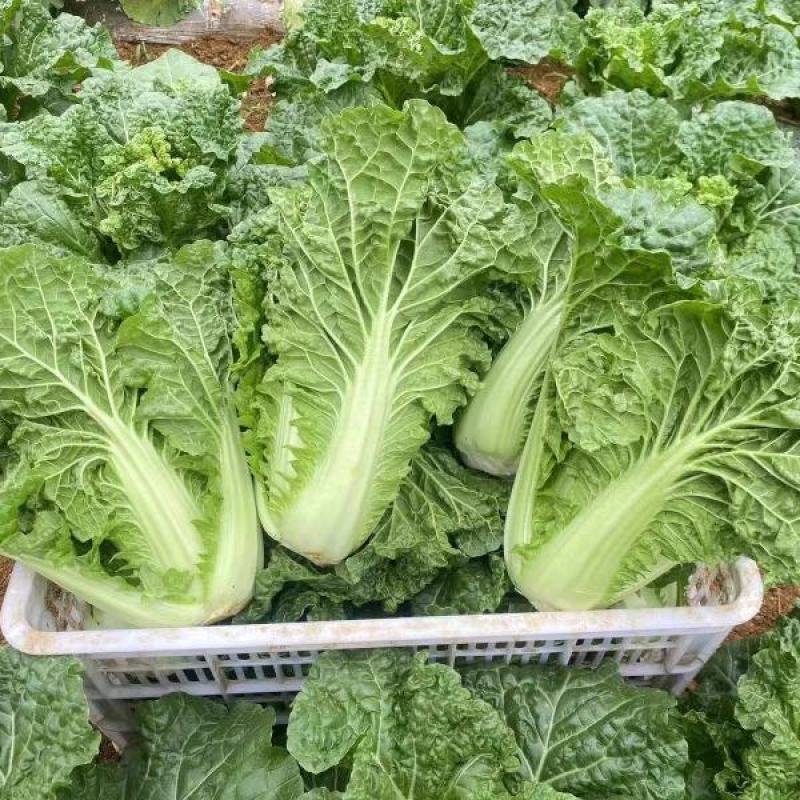 麻叶青白菜毛白菜产地现砍现发保质保量一条龙服务
