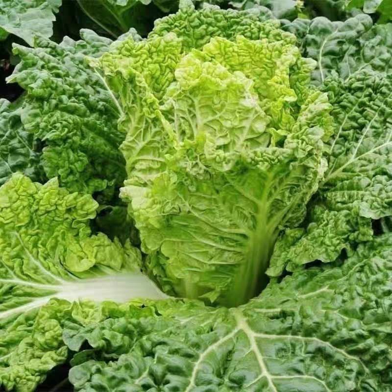 麻叶青白菜毛白菜产地现砍现发保质保量一条龙服务