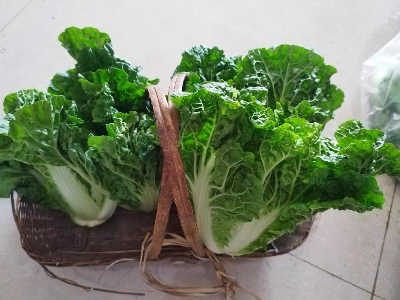 麻叶青白菜毛白菜产地现砍现发保质保量一条龙服务