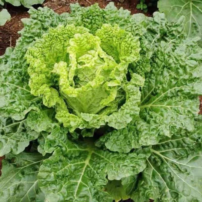 麻叶青白菜毛白菜产地现砍现发保质保量一条龙服务