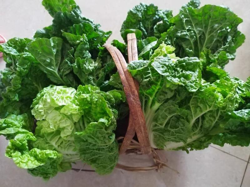 麻叶青白菜毛白菜产地现砍现发保质保量一条龙服务