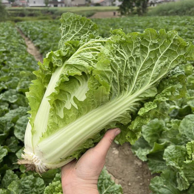 麻叶青白菜毛白菜产地现砍现发保质保量一条龙服务