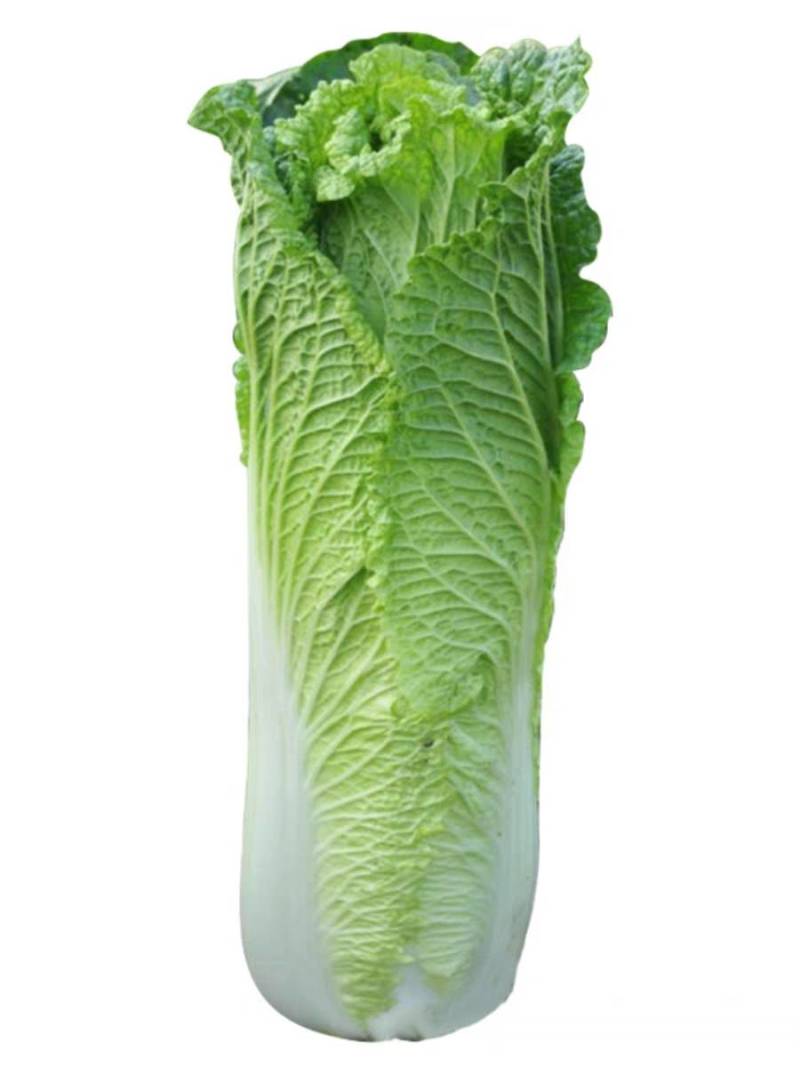 青麻叶菜一手货源支持视频看货保质保量欢迎订货