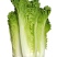 青麻叶菜一手货源支持视频看货保质保量欢迎订货