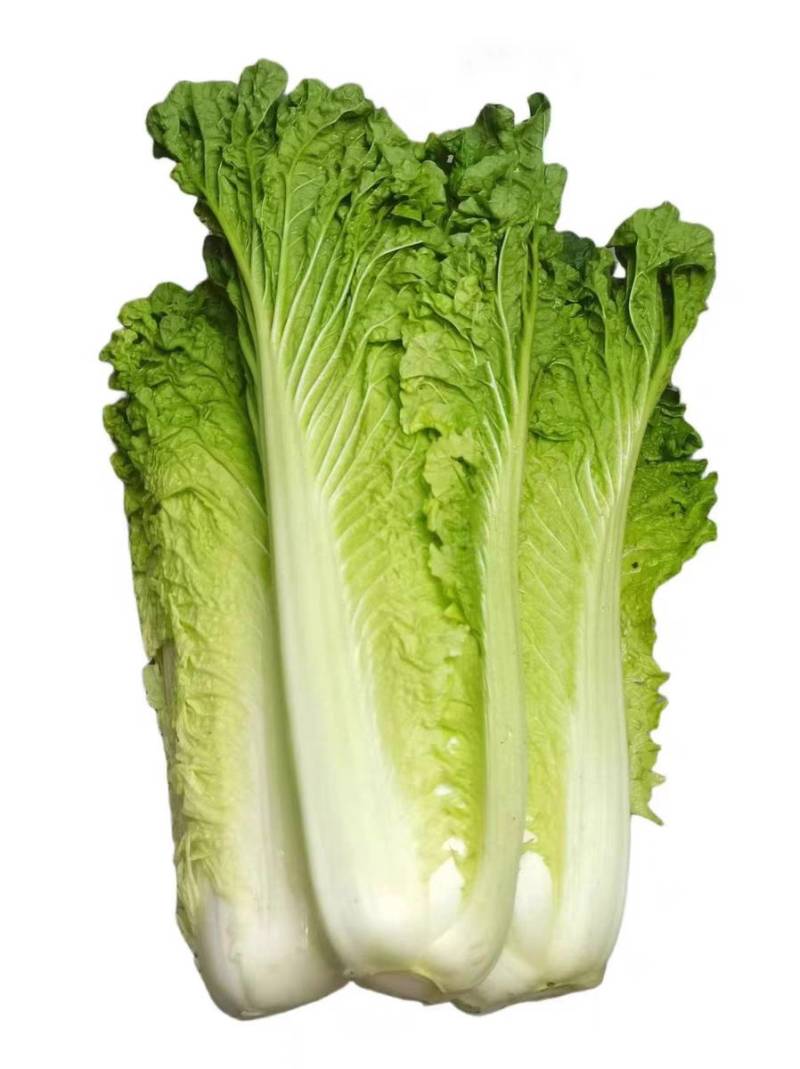 青麻叶菜一手货源支持视频看货保质保量欢迎订货