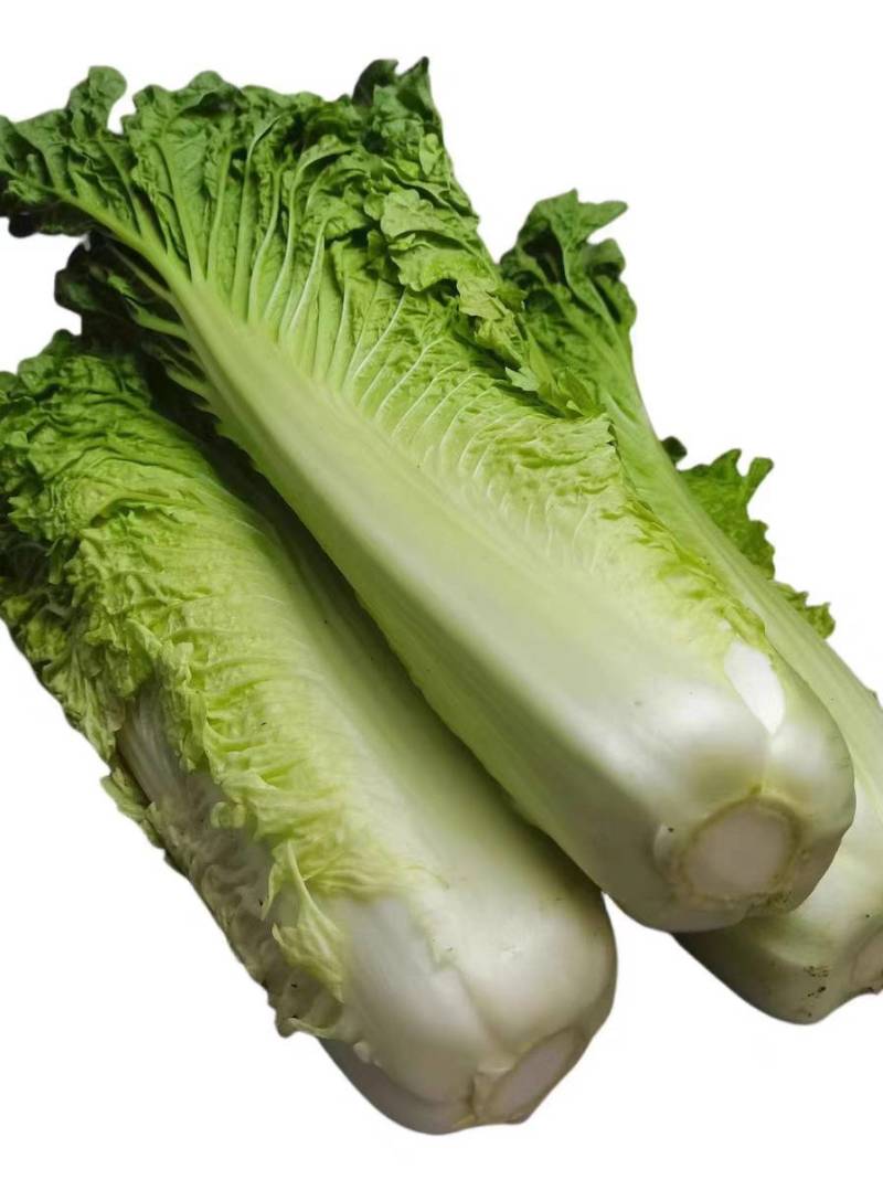 青麻叶菜一手货源支持视频看货保质保量欢迎订货