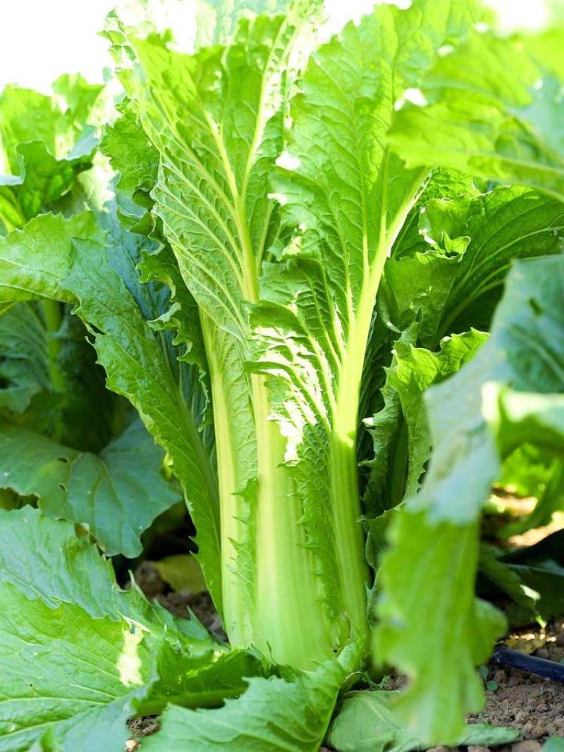 青麻叶菜一手货源支持视频看货保质保量欢迎订货