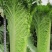 青麻叶菜一手货源支持视频看货保质保量欢迎订货