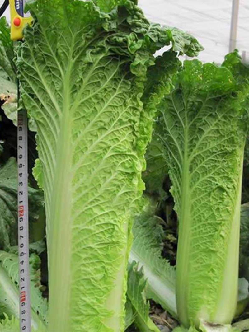 青麻叶菜一手货源支持视频看货保质保量欢迎订货