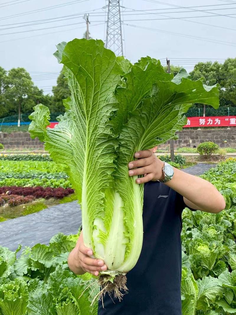 青麻叶菜一手货源支持视频看货保质保量欢迎订货