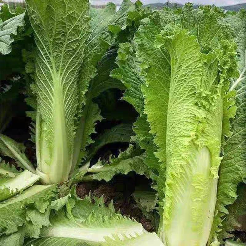青麻叶菜一手货源支持视频看货保质保量欢迎订货