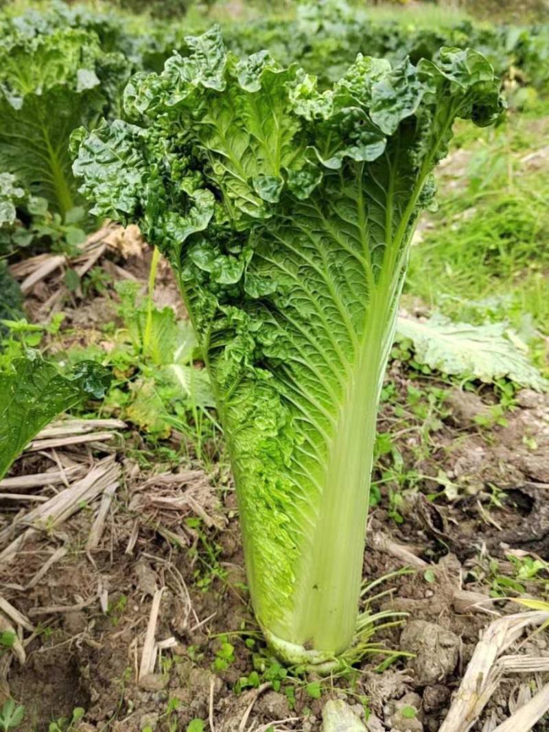 青麻叶菜一手货源支持视频看货保质保量欢迎订货