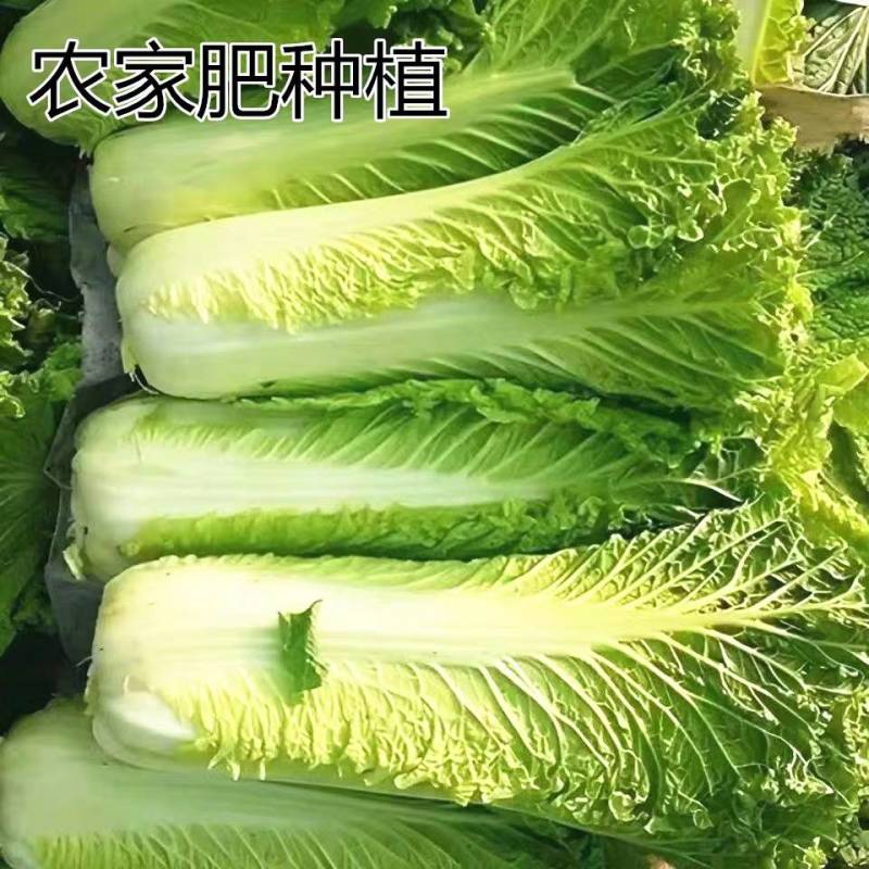 青麻叶菜一手货源支持视频看货保质保量欢迎订货