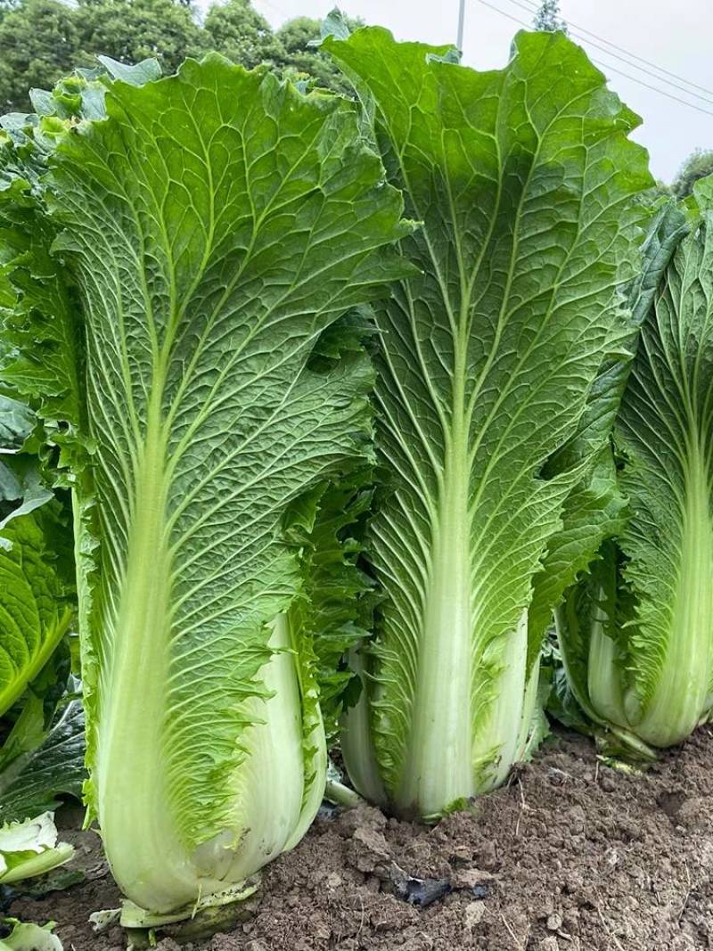 青麻叶菜一手货源支持视频看货保质保量欢迎订货
