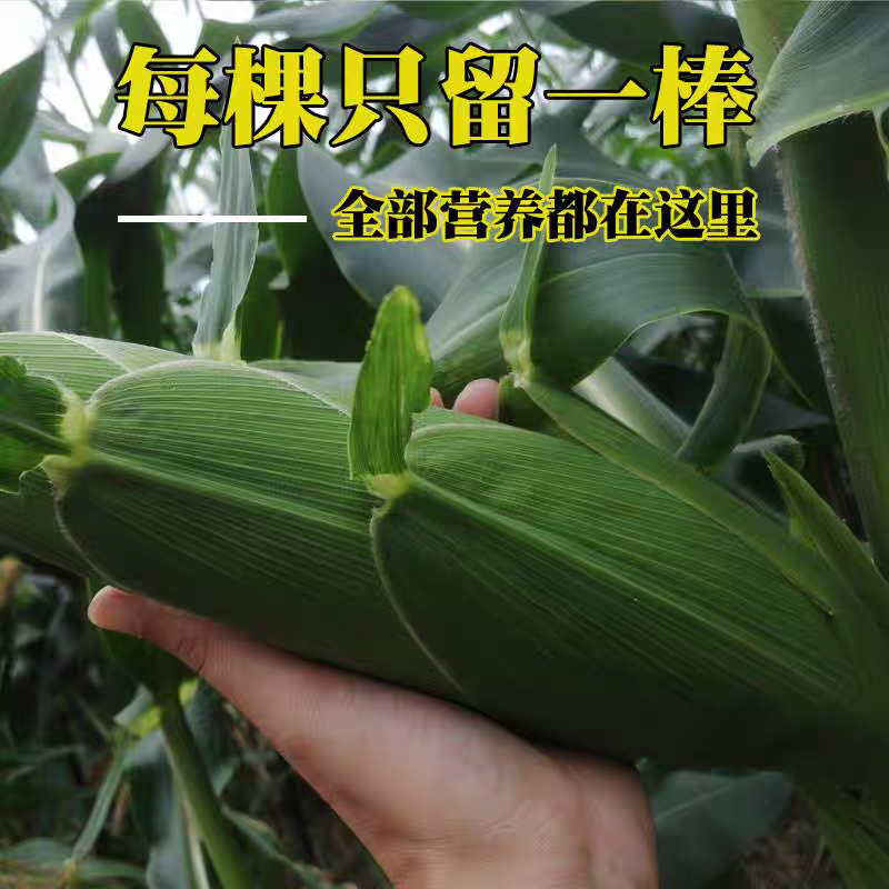 太阳花甜玉米糯玉米产地看货论价保质保量欢迎订购
