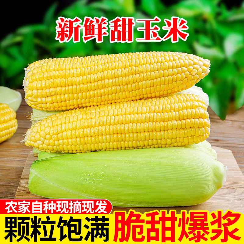 太阳花甜玉米糯玉米产地看货论价保质保量欢迎订购
