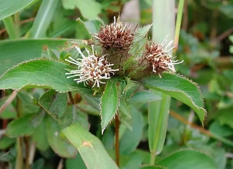 野生玉竹，苍术