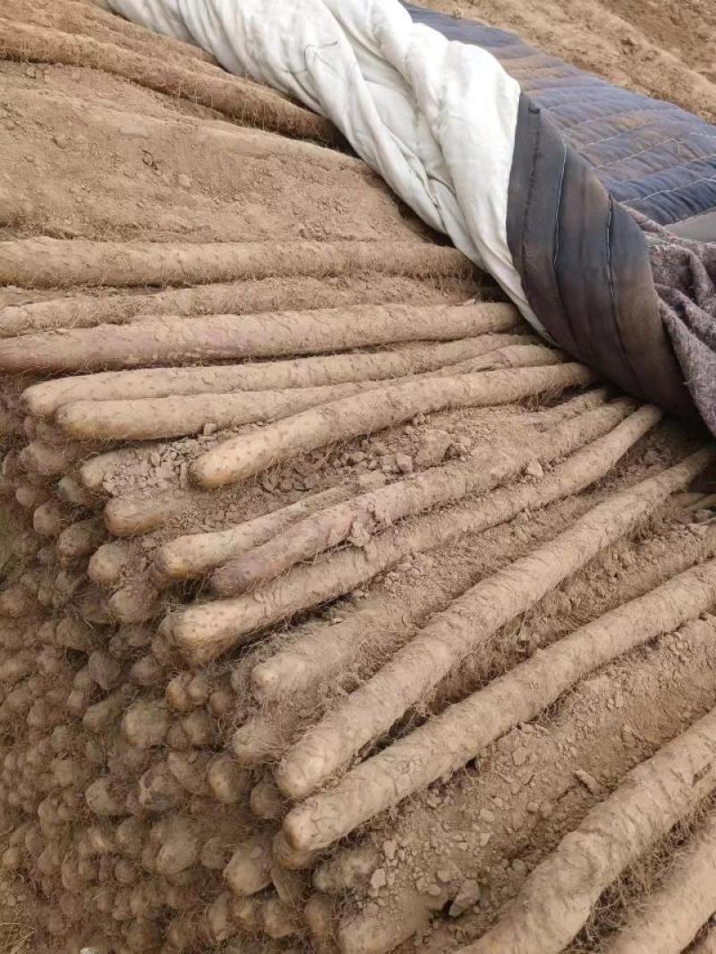 精品山药万亩基地大量出货，需要的老板联系我。