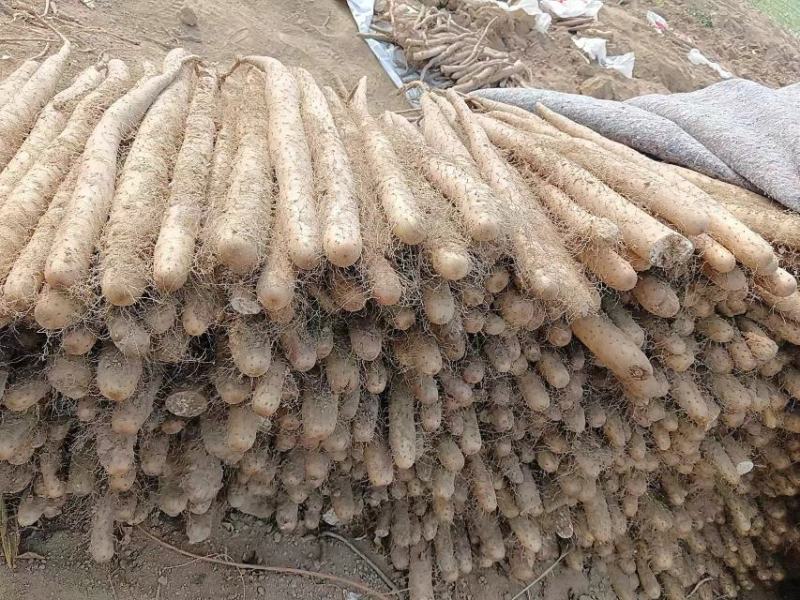 精品山药万亩基地大量出货，需要的老板联系我。