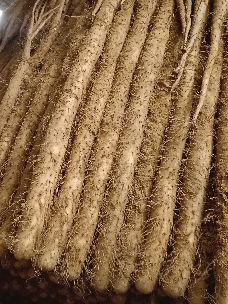 精品山药万亩基地大量出货，需要的老板联系我。