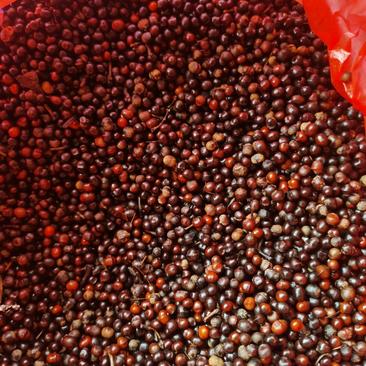 木姜子种子，又称山苍子种子，现货供应去好皮的净种