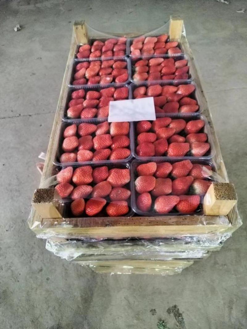 妙香草莓大量上市，产地直发，量大从优，对接商超，全国发货