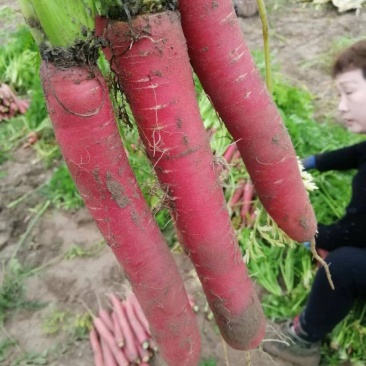 四川简阳，沙土红萝卜上市中秤杆红萝卜大量供应，货源充足，