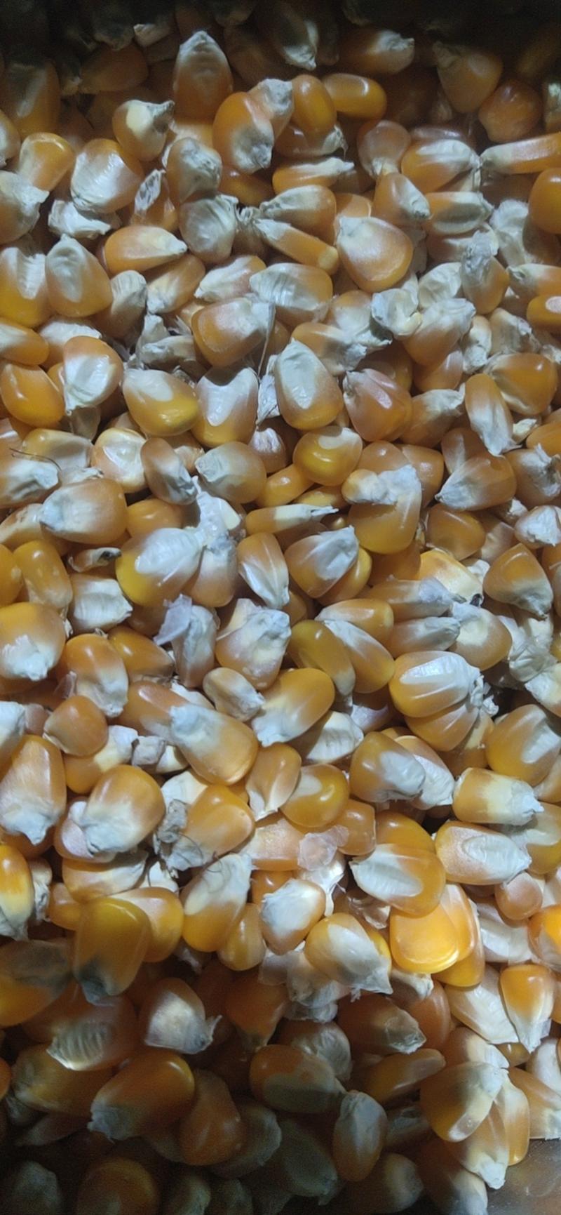 缅甸玉米