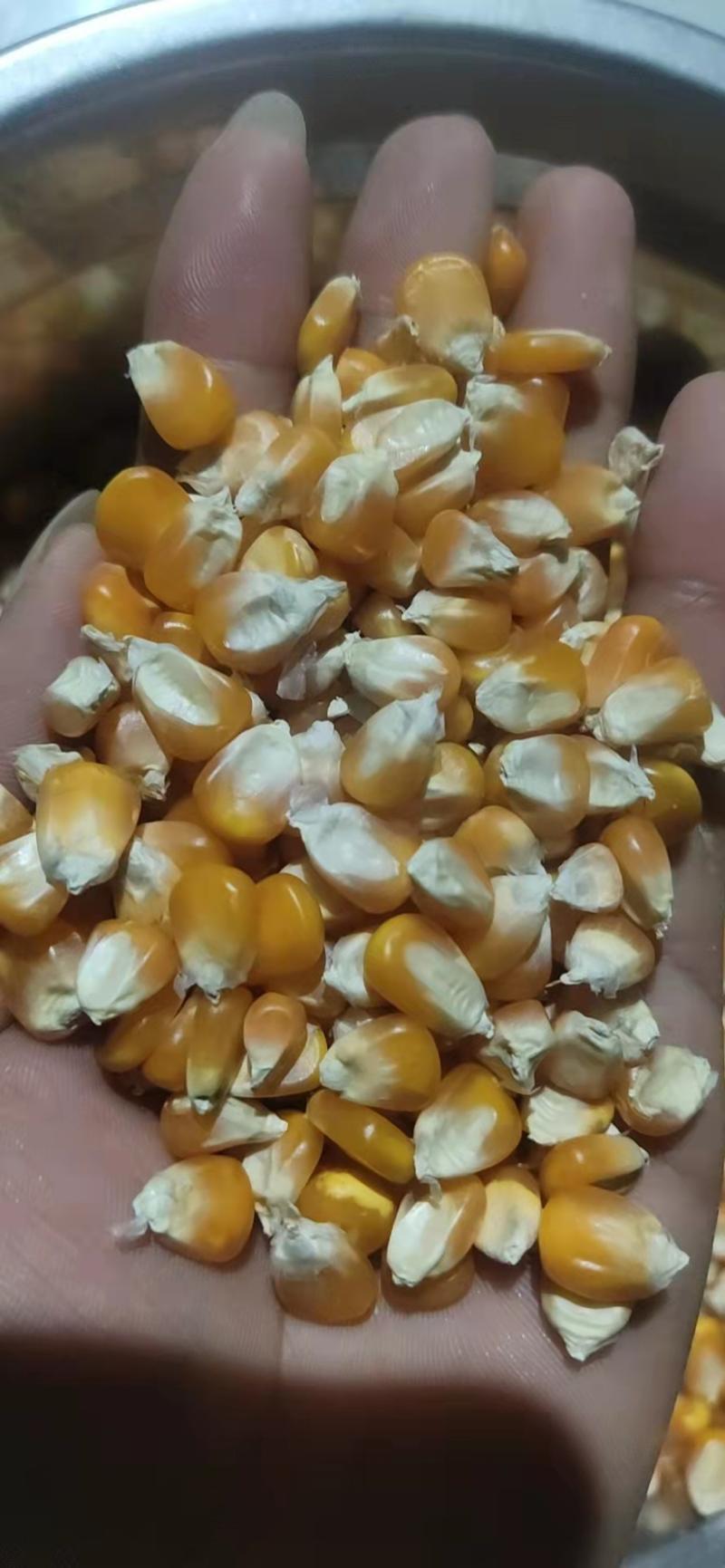 缅甸玉米