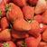 香野草莓山东省内可供货欢迎潍坊散户合作洽谈价格优惠