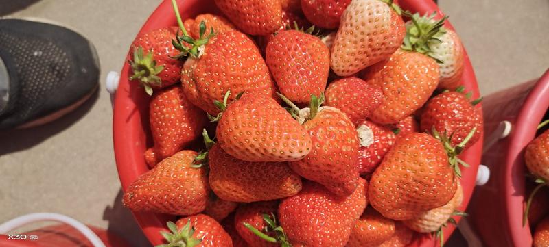 香野草莓山东省内可供货欢迎潍坊散户合作洽谈价格优惠