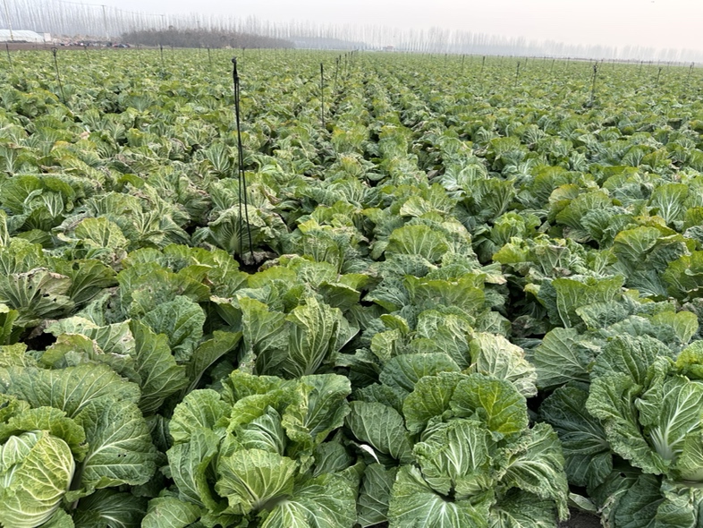 黄心白菜种植田间图