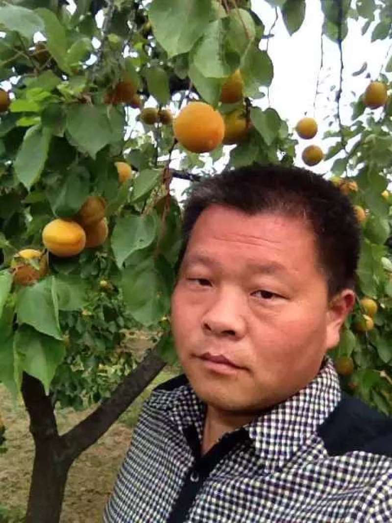 丰园红杏，陕西丰园红杏代购代销，丰园红杏产地直销