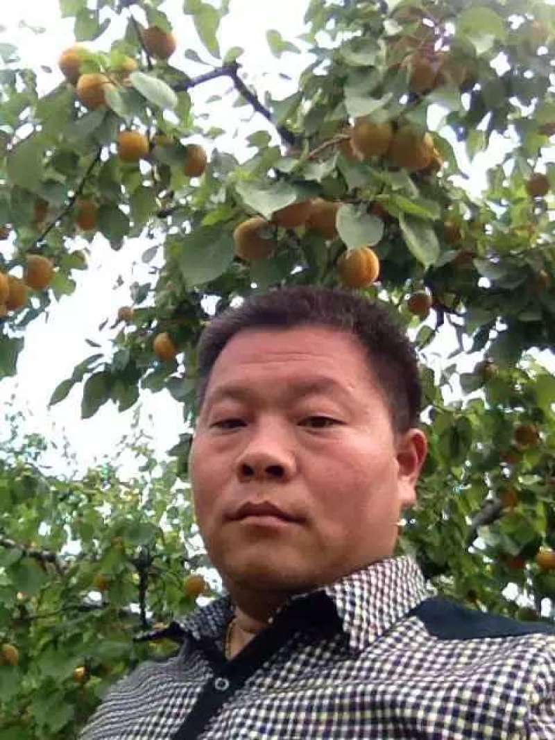 丰园红杏，陕西丰园红杏代购代销，丰园红杏产地直销