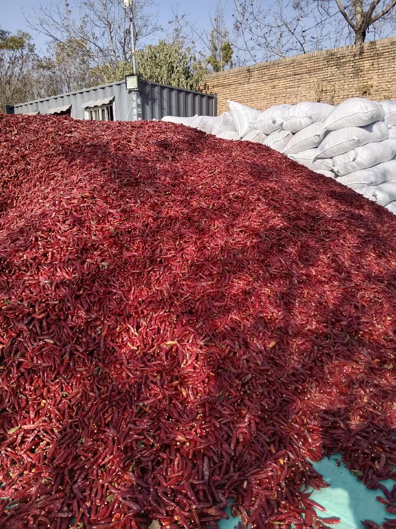 保定定州干红辣椒，产地现货量大优惠，支持代发市场
