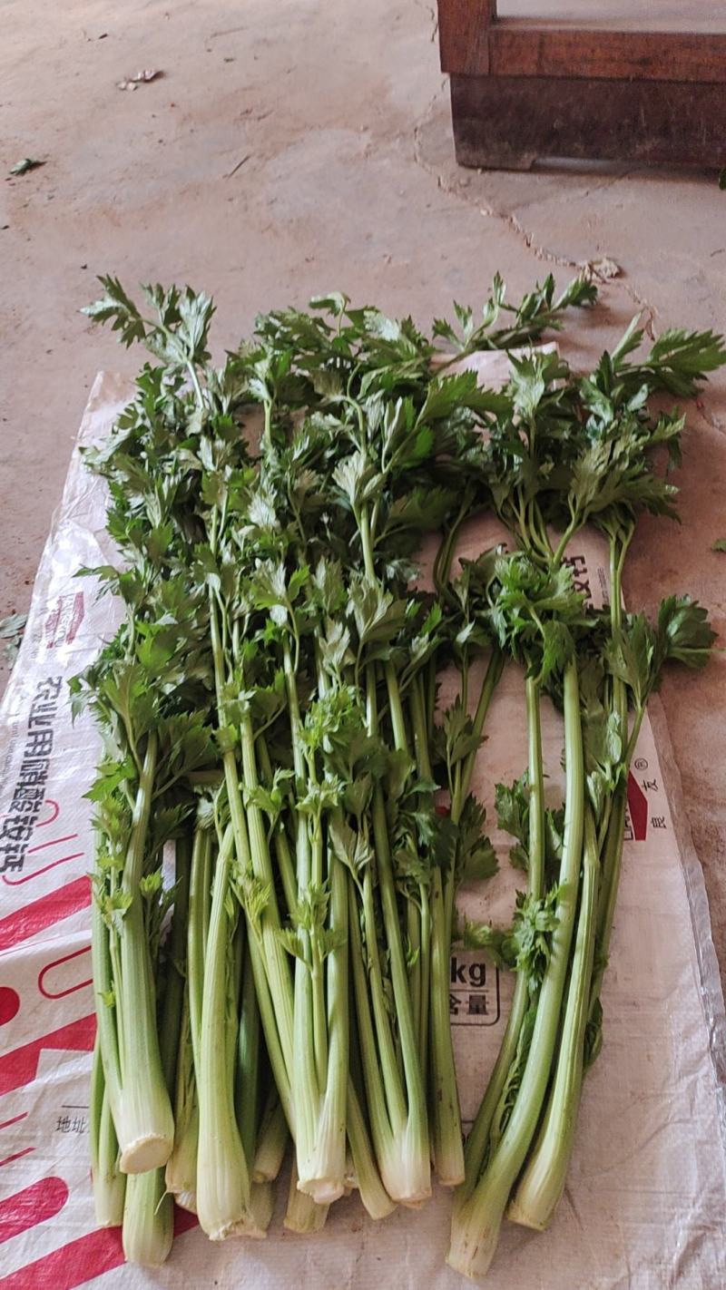 章丘鲍芹新鲜蔬菜高品质五星酒店大型商超，品质保证欢迎采购
